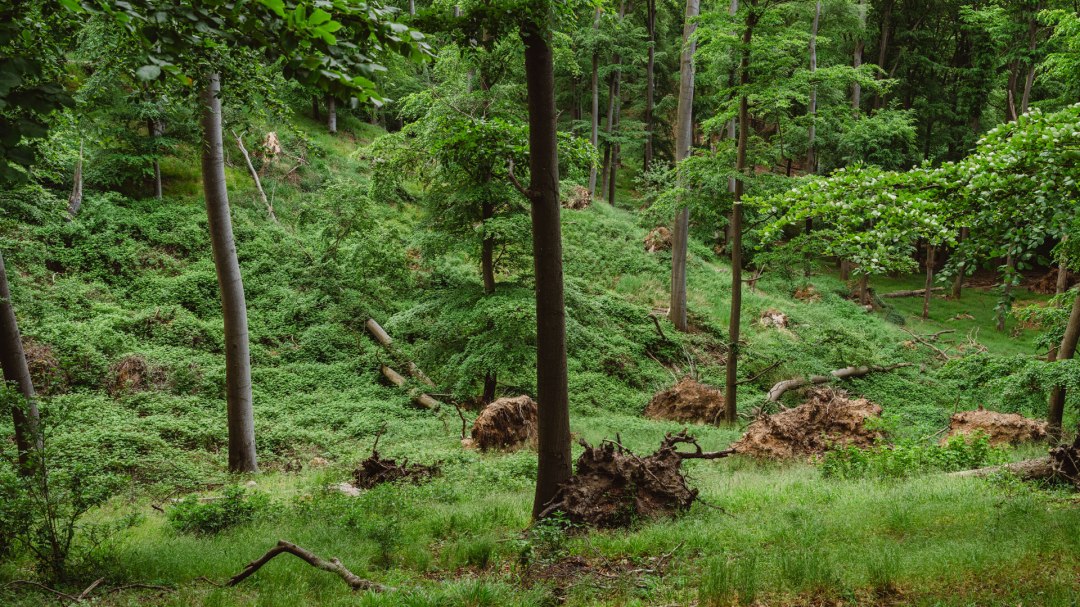 W lesie na ścieżce parku przyrody przy punkcie widokowym Reiherberg, © TMV/Gross
