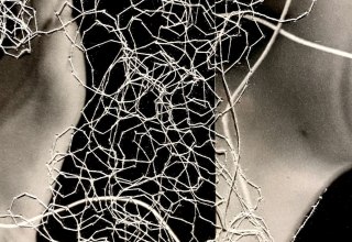 Roots, connect, spun threads, fine webs // &copy; SophiaPontius