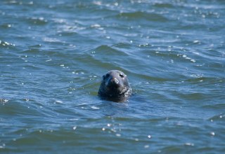 Seal cruises from the port of Baabe (Bollwerk) // &copy; Wei&szlig;e Flotte GmbH