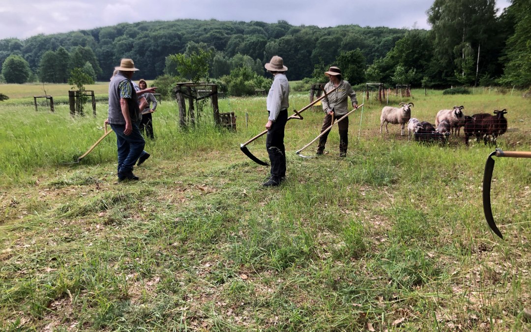 Mowing and dengel course 2024, © Heike Brechler