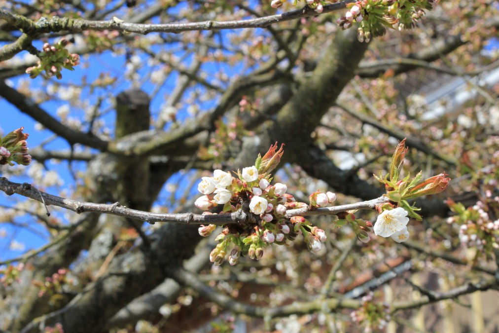 Kwiat owocu na farmie dzikich ziół Winkelkraut, © Wildkräuterhof Winkelkraut / Antje Conrad Kwiat owocu na farmie dzikich ziół Winkelkraut, © Wildkräuterhof Winkelkraut / Antje Conrad