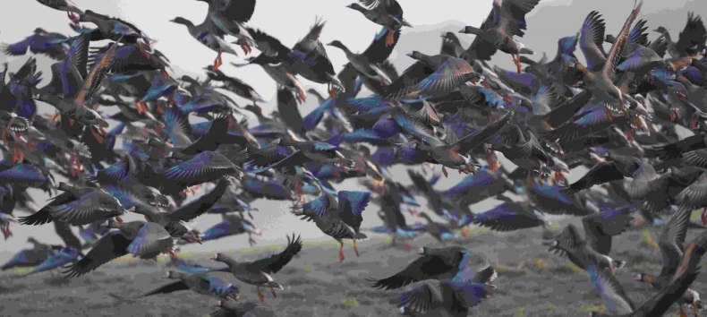 Wild geese, &copy; Gudrun Marin-Ziegler