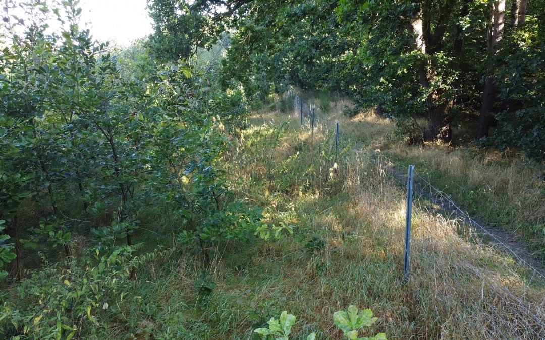 Klimaatbos Bad Kleinen, © Landesforst MV