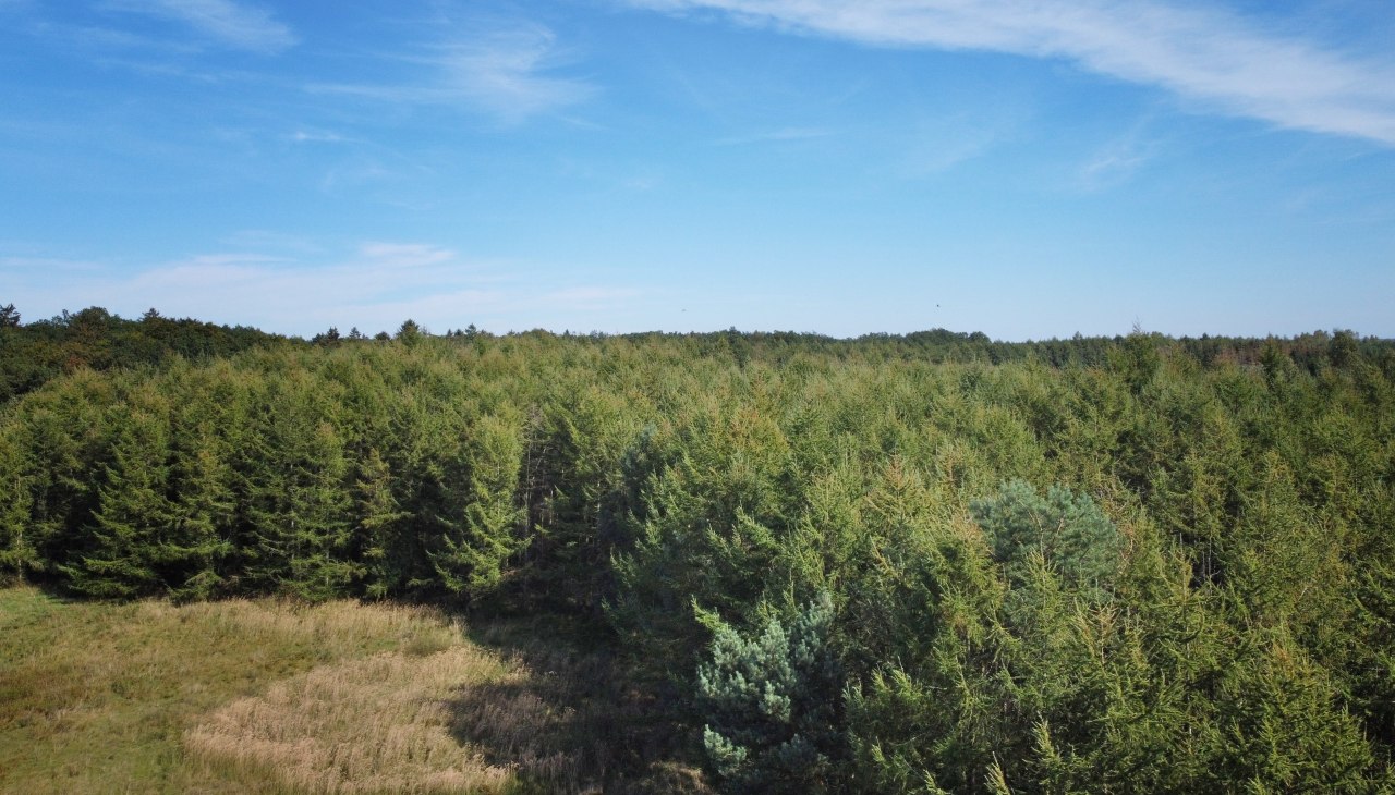 Klimatyczny las Neuhof, © Landesforst MV