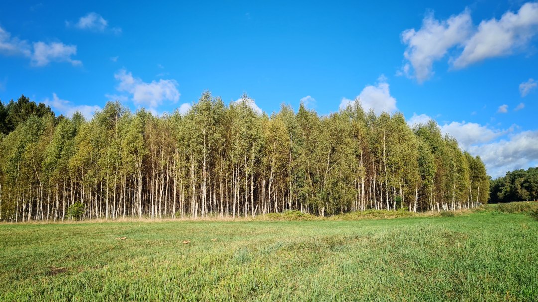 Klimatyczny las Mirow, © Landesforst MV