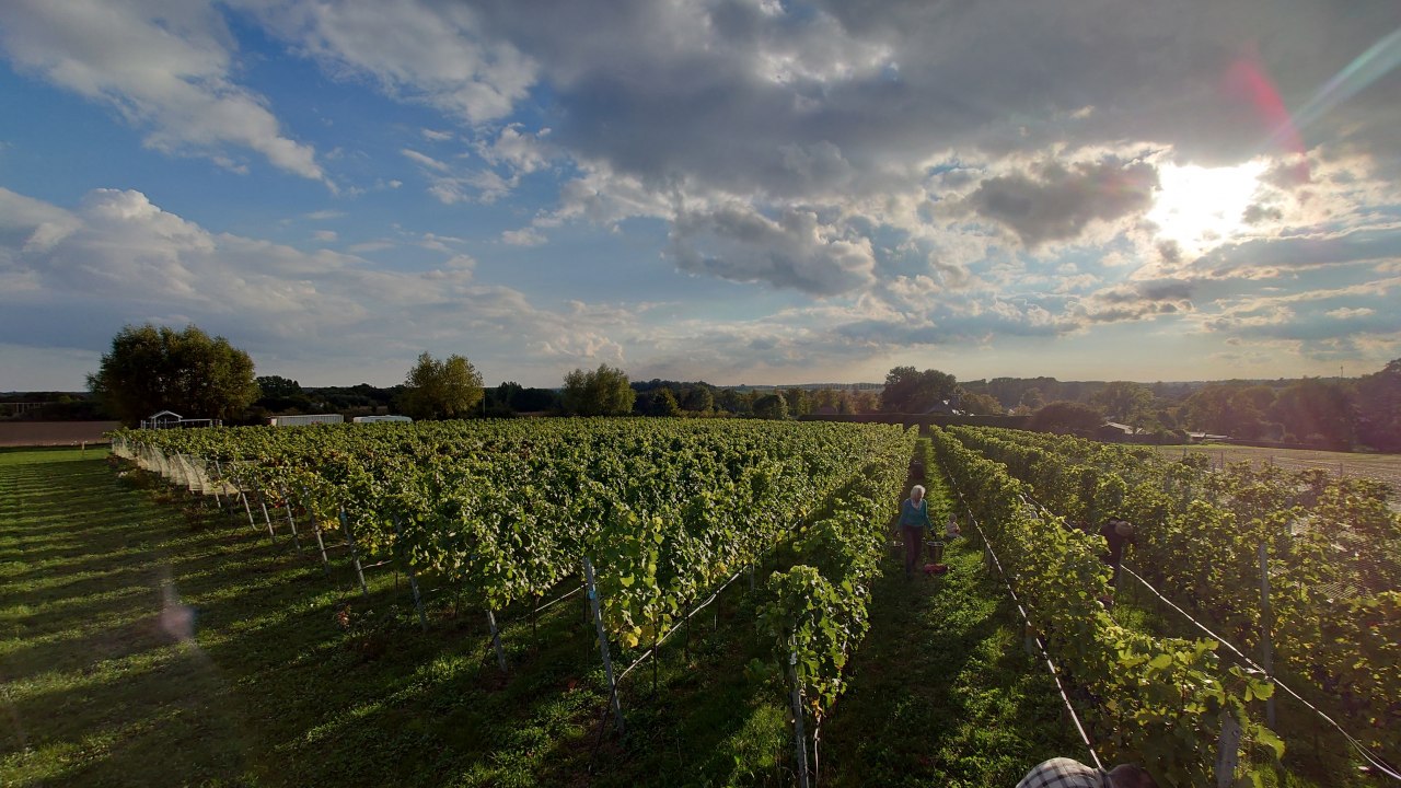 Vineyard view for the harvest, &copy; Juliane D&auml;hn