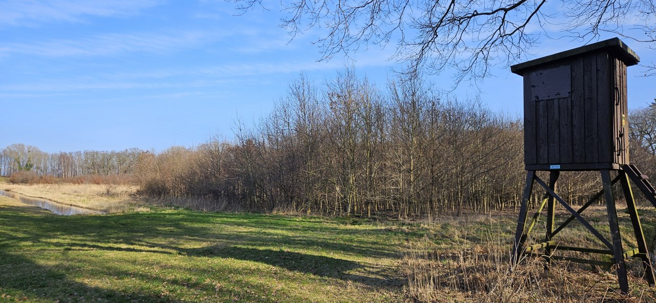 Trees have been growing in the Koserow climate forest (Island of Usedom) since 2011 // © Landesforst MV Trees have been growing in the Koserow climate forest (Island of Usedom) since 2011 // © Landesforst MV