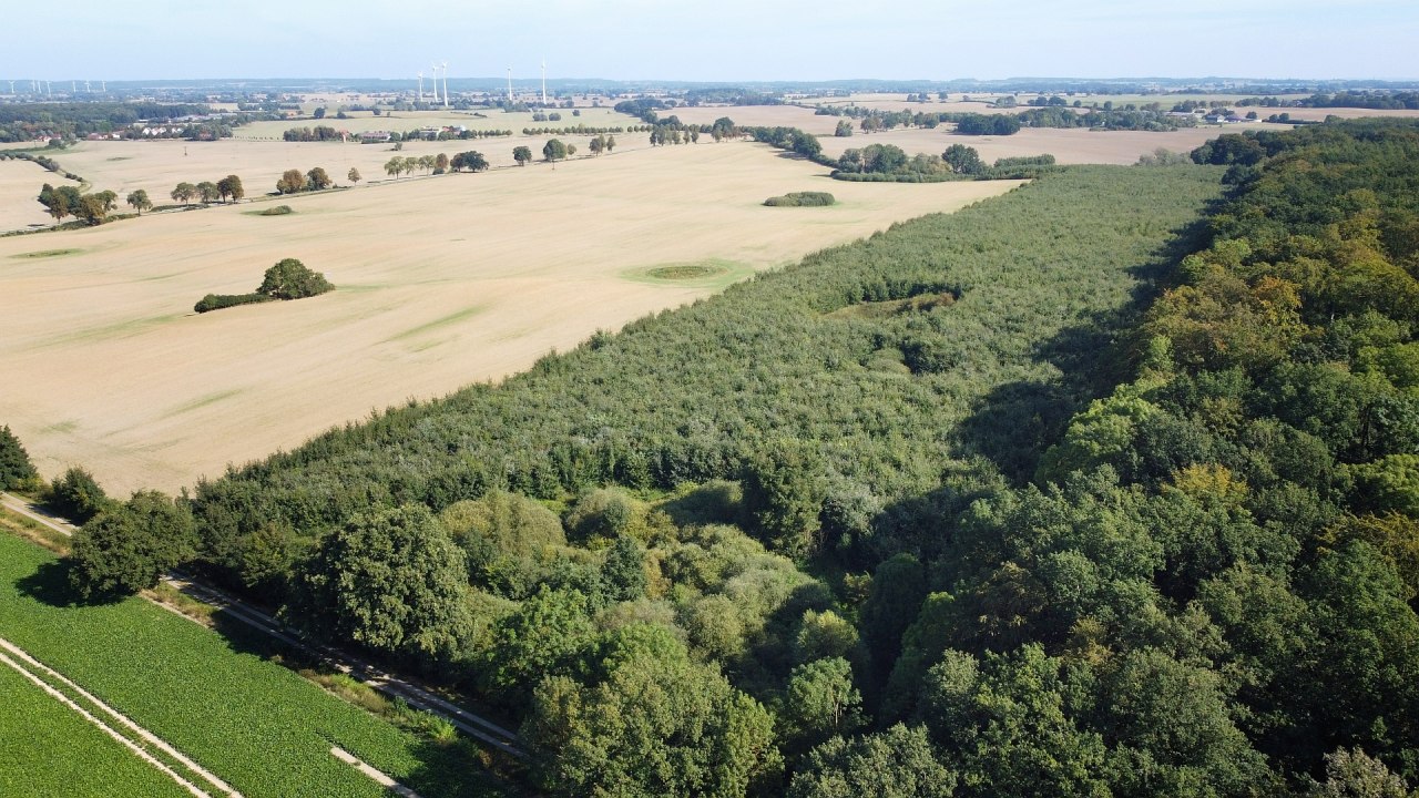 Klimaatbos Seefelder Holz, &copy; Landesforst MV