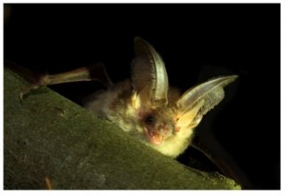 Brunt långörat // © Monika Lawrenz Brunt långörat // © Monika Lawrenz