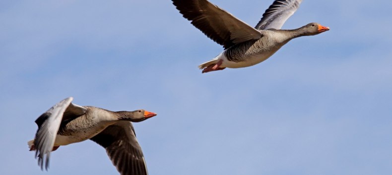 Entry of the geese, © Ralf Ottmann