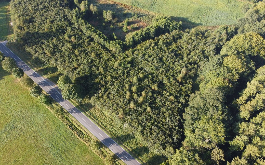 Klimaatbos Bützow, © Landesforst MV