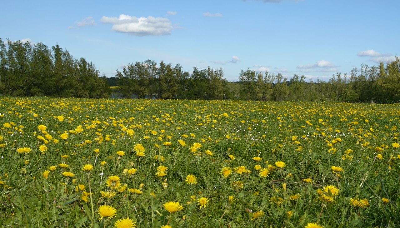 Meadow near Lenzen, &copy; Naturpark Sternberger Seenland