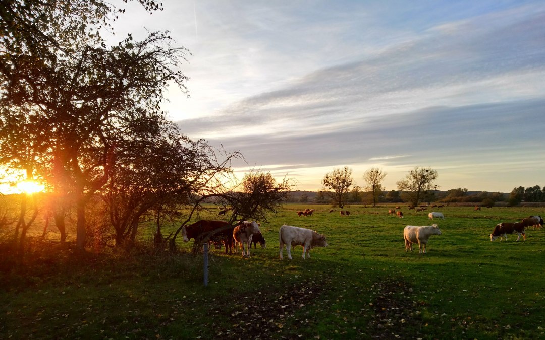 Bezoek aan het plaatselijke vee, © Jana Koch