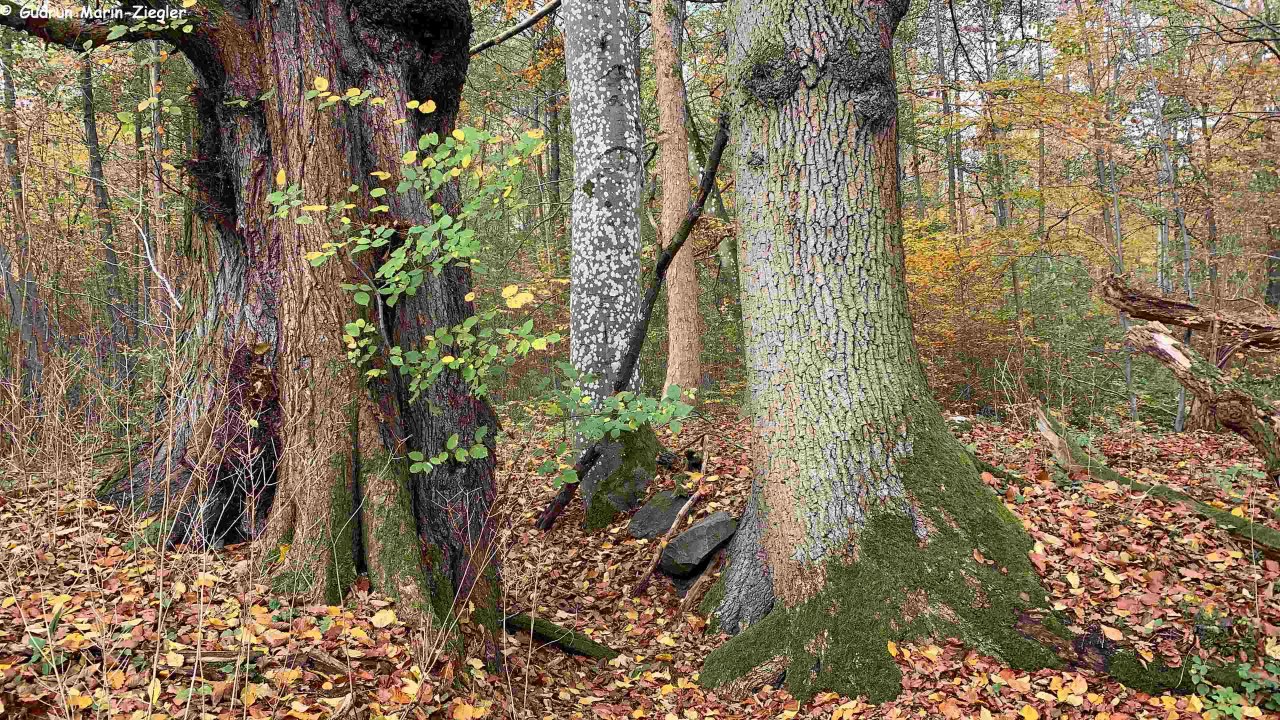 Het verborgen leven van onze bomen // &copy; Marin-Ziegler