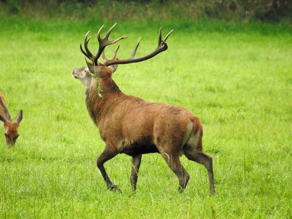 Red deer_rut_bernd_wefer_biosphere_reserve_office_schaalsee_elbe, &copy; Bernd Wefer