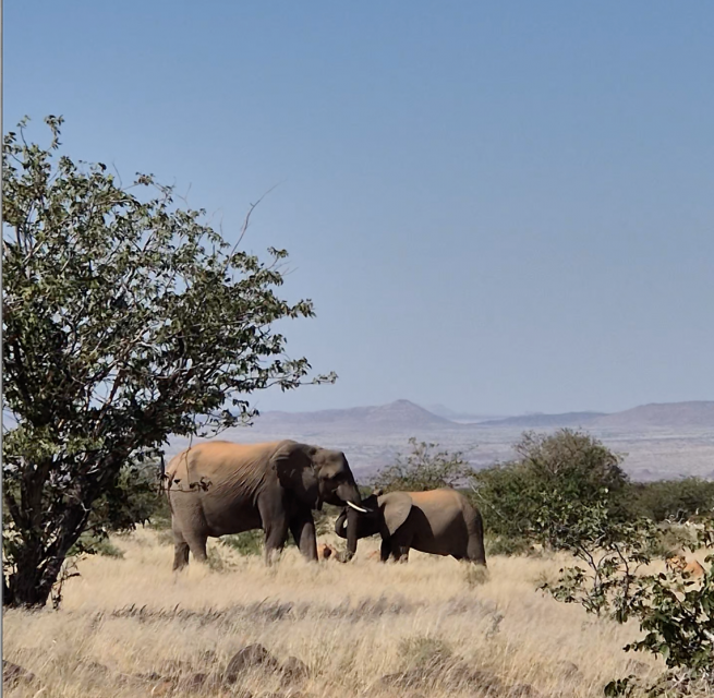 Two elephants in the Namibian desert // &copy; Anke Th&auml;tner