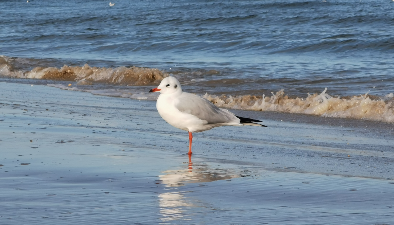 &copy; Lachm&ouml;we