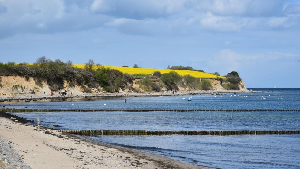 Redewisch aan de Oostzee - Steile kust met koolzaadveld // &copy; Marie-Luise Merkle