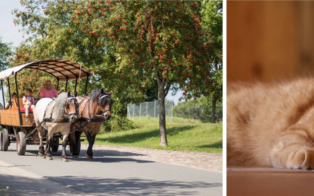 Paardenboerderij Scholz, © Pferdehof Scholz