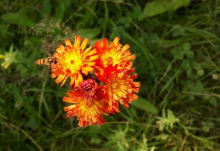 Hawkweed // &copy; Angela Pfennig