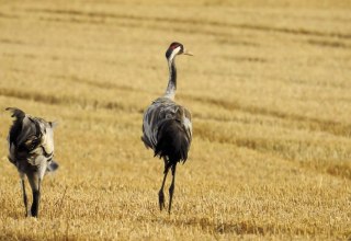 © Gemeinde Ostseebad Glowe © Gemeinde Ostseebad Glowe