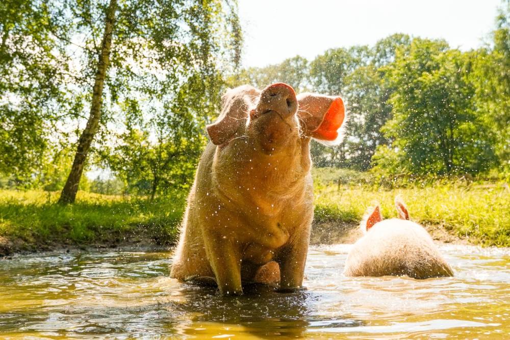 © Land der Tiere © Land der Tiere