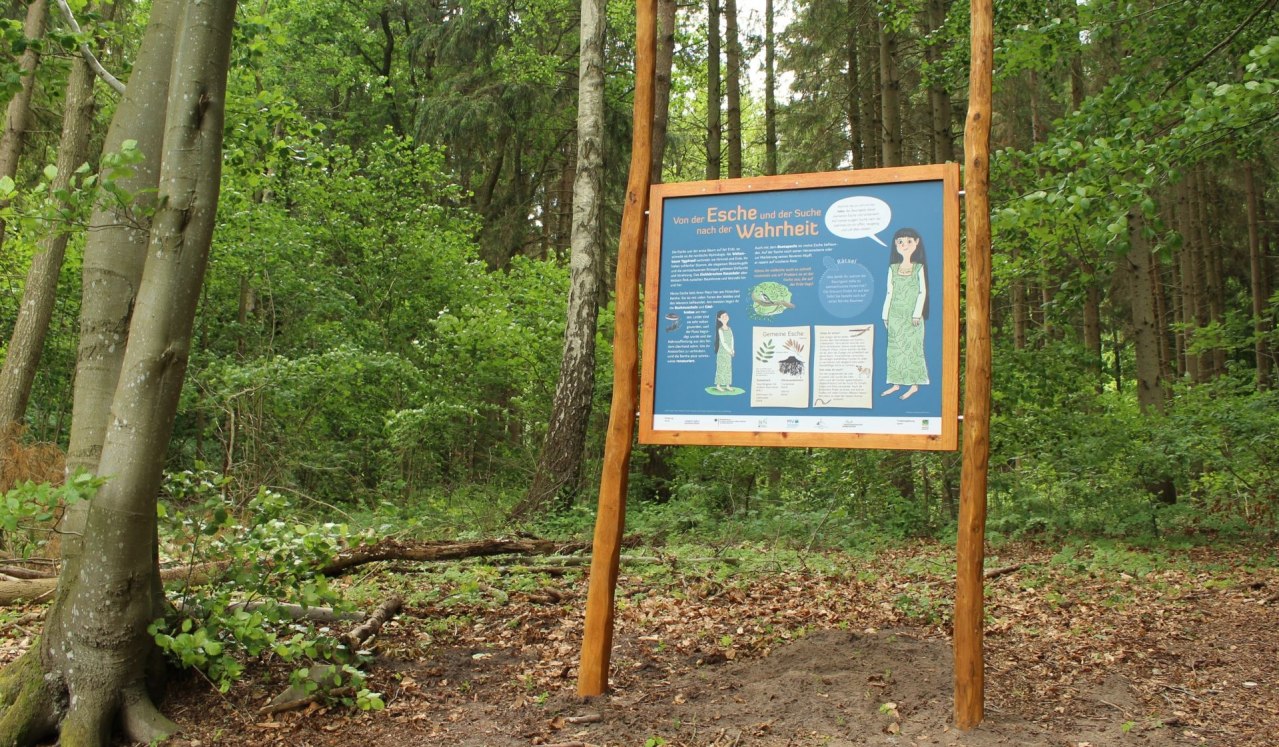 Jedna stacja na ścieżce edukacyjnej przedstawia gatunek jesionu. // © Liv E. Ipsen Jedna stacja na ścieżce edukacyjnej przedstawia gatunek jesionu. // © Liv E. Ipsen