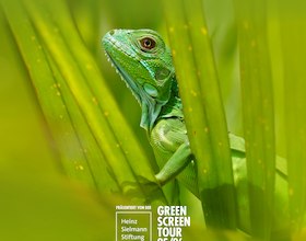 The current Green Screen Festival motif // &copy; Dr. Lisa R&ouml;pke