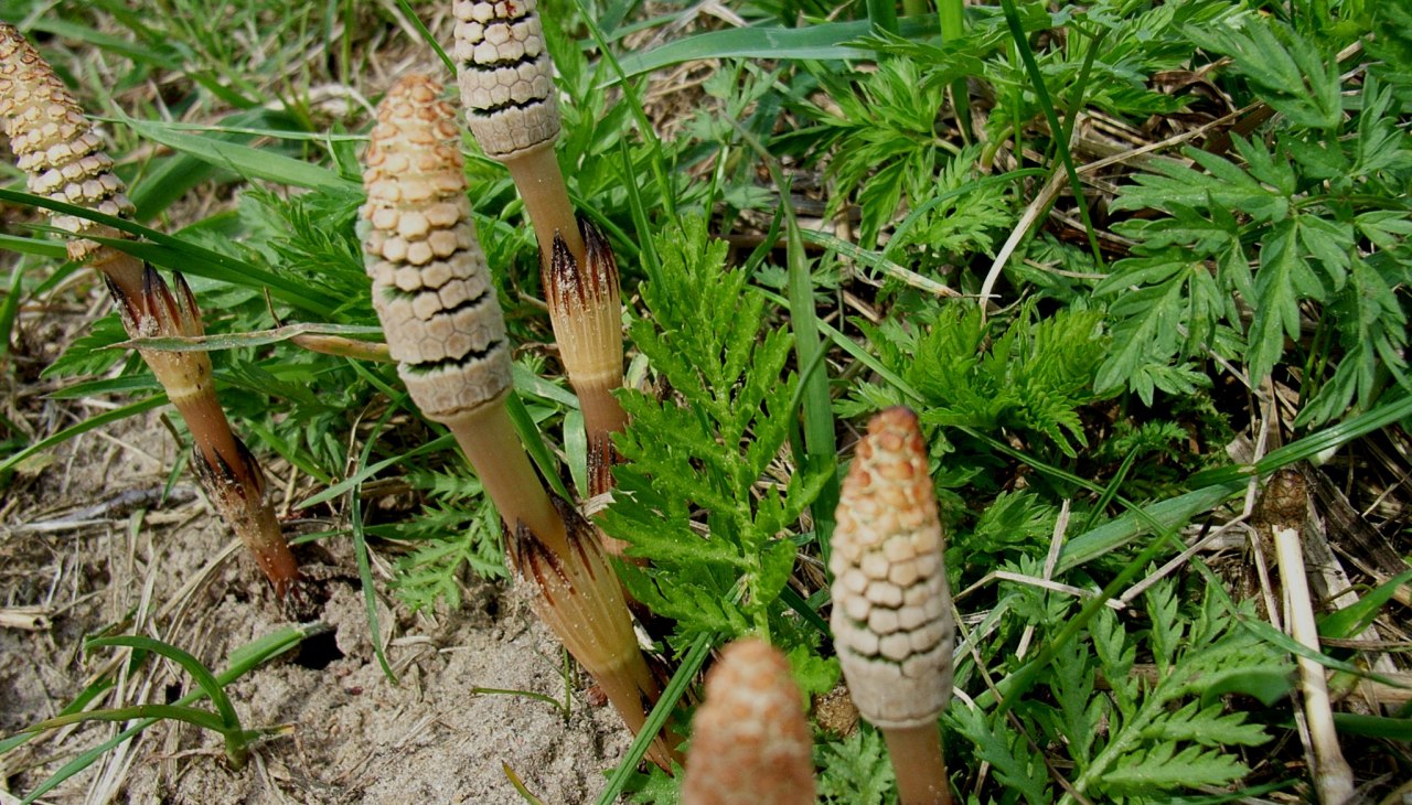 Wędrówka po grzybach w nadmorskim lesie, © Ackerschachtelhalm.jpg