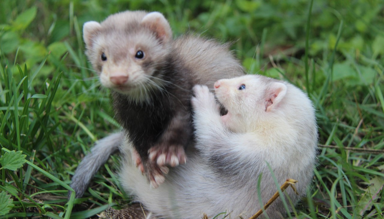 Kiedy fretki nie śpią, są dość zwinne., © Tierpark Wolgast Kiedy fretki nie śpią, są dość zwinne., © Tierpark Wolgast