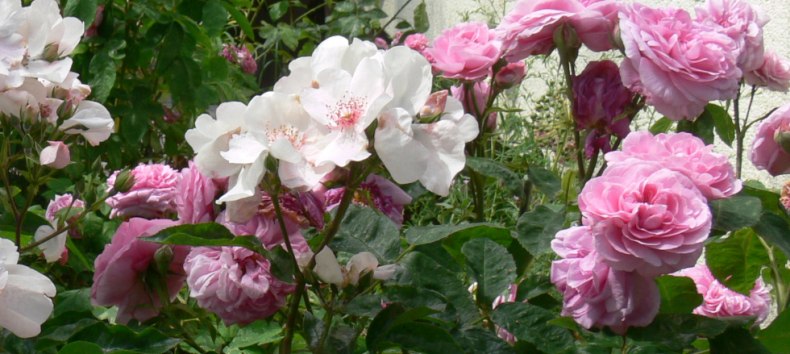 Prachtvolle Rosen in Schlemmin // &copy; Rosentau-Keramik/Rehfeld