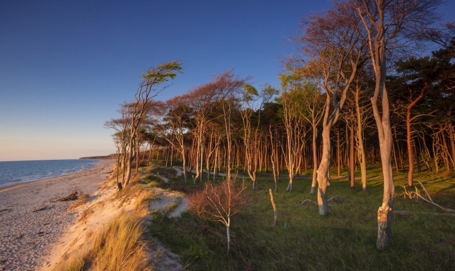 Nadmorski las na Dar&szlig;er Weststrand malowany przez pogodę // &copy; MV-T/Allrich