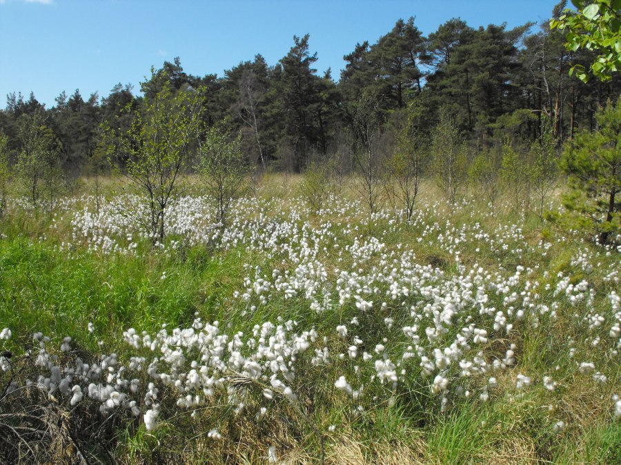 Wollgras_Wiese, &copy; Stadtmarketing Ribnitz-Damgarten