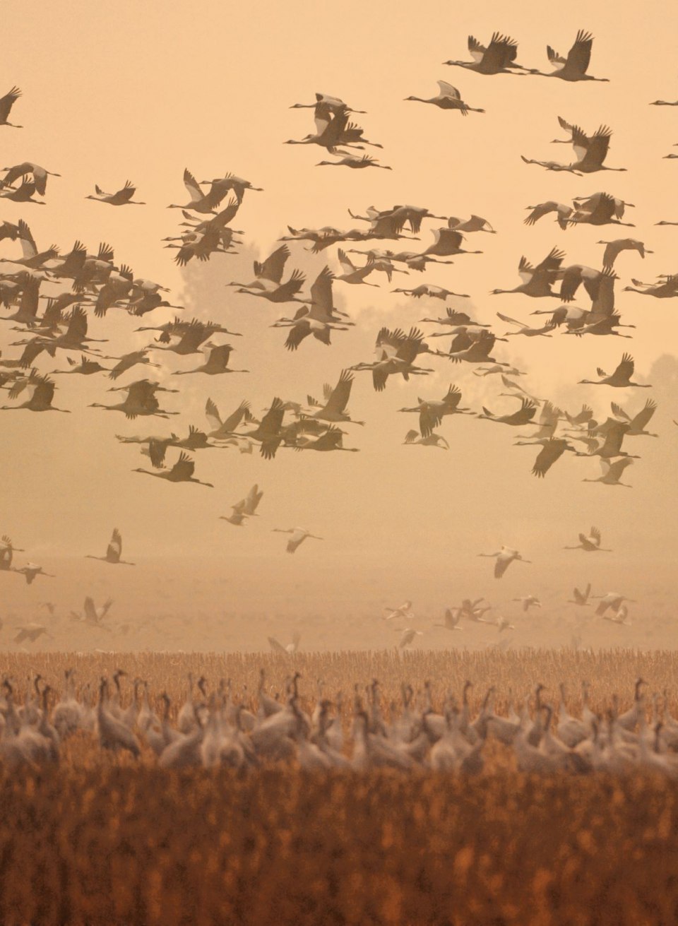 Een indrukwekkende zwerm kraanvogels vliegt de lucht in boven de uitgestrekte velden. In het zachte licht van de schemering steken de elegante vogels af tegen de herfstachtige achtergrond, een fascinerend natuurspektakel in Mecklenburg-Vorpommern. // © MV-T/Growe-Lodzig Een indrukwekkende zwerm kraanvogels vliegt de lucht in boven de uitgestrekte velden. In het zachte licht van de schemering steken de elegante vogels af tegen de herfstachtige achtergrond, een fascinerend natuurspektakel in Mecklenburg-Vorpommern.