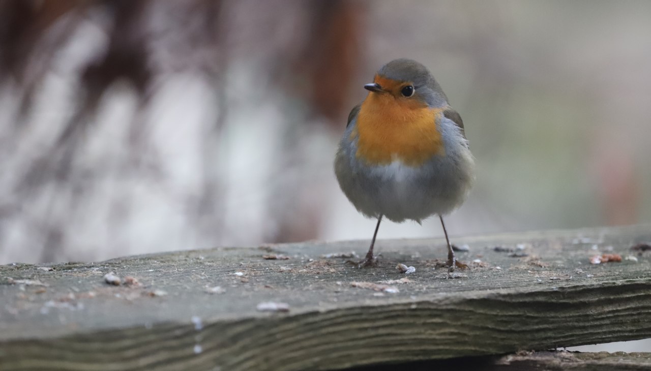 TMV/Rotkehlchen (Erithacus rubecula) 001, GMZ, © Naturpark Mecklenburgische Schweiz und Kummerower See