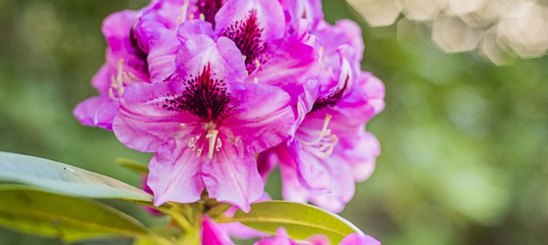 Rhododendron Park Festival | A feast for the senses: flower magic, cultural enjoyment & market hustle and bustle., &copy; Andr&eacute; Pristaff / Tourismus- und Kur GmbH Graal-M&uuml;ritz