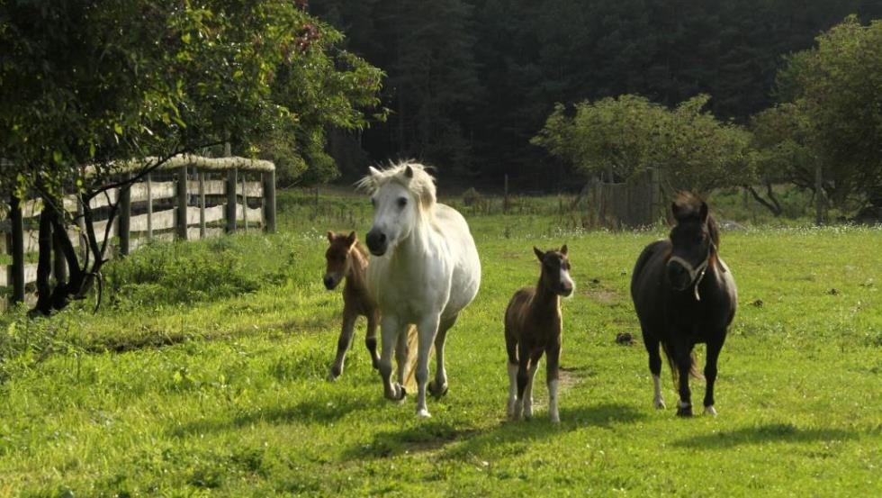 The lively romp of the pony herd of the country vacation Diemitz // &copy; Landurlaub Diemitz/ Renate Strohm