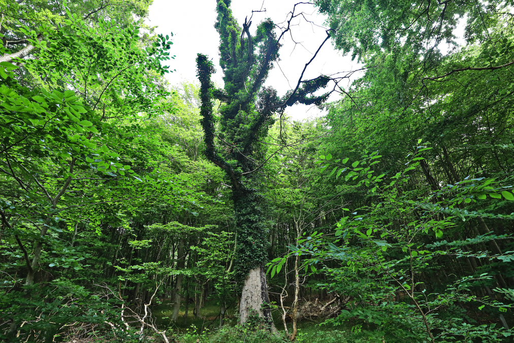 path-of-musse-and-knowledge_1, © TMV/Gohlke