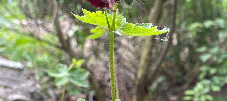 &copy; Wildpflanzengarten Waren