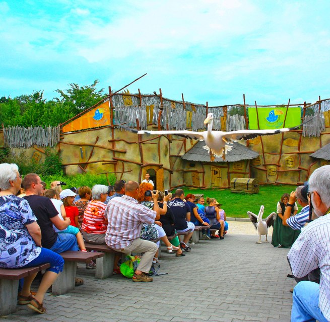 Pelikane in der Tiershow // &copy; Vogelpark