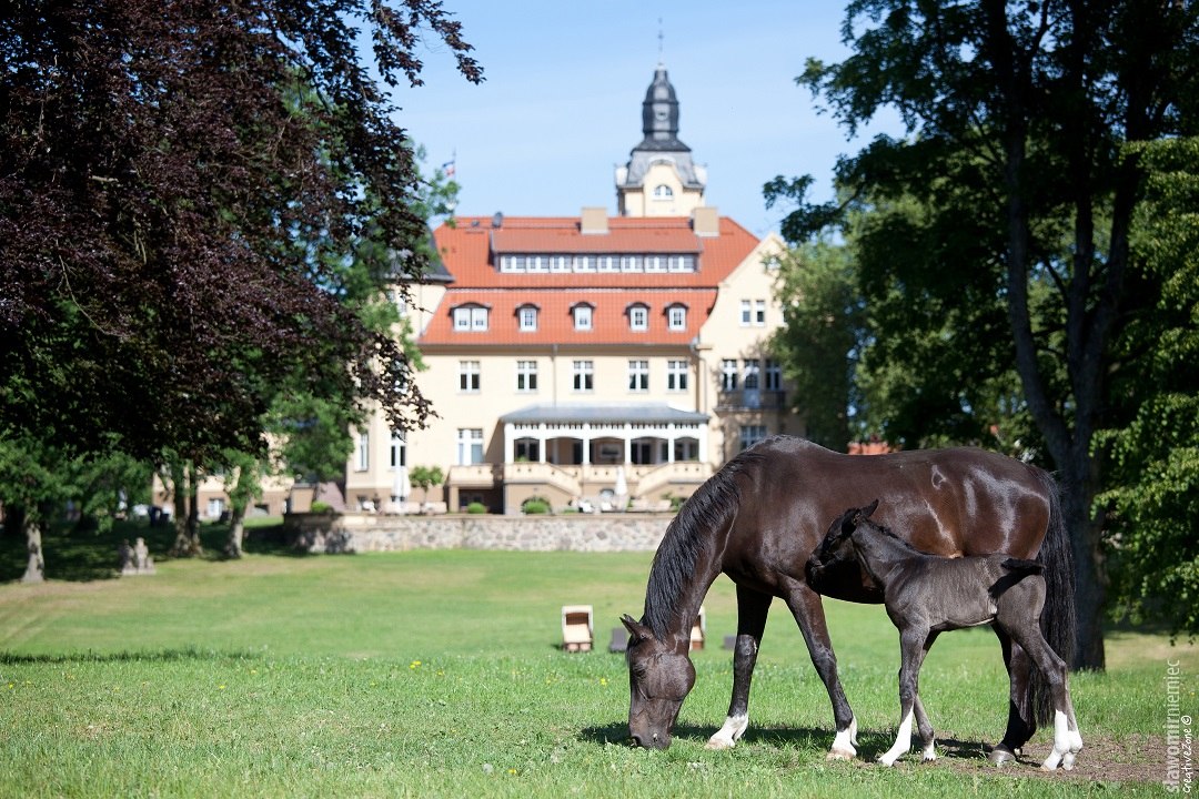 Wendorf Castle Stud Farm // &copy; adfc-Schwerin