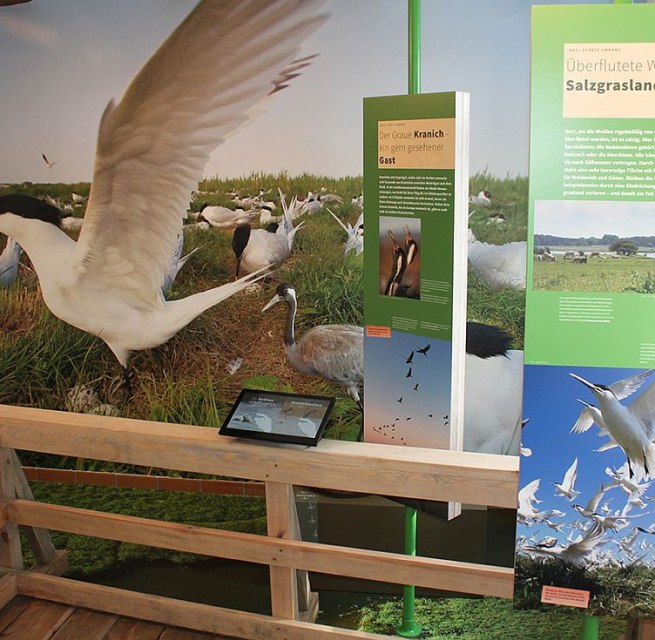 De tentoonstelling in Waase toont de flora en fauna van het Nationaal Park Vorpommersche Boddenlandschaft., © Stephan Macke