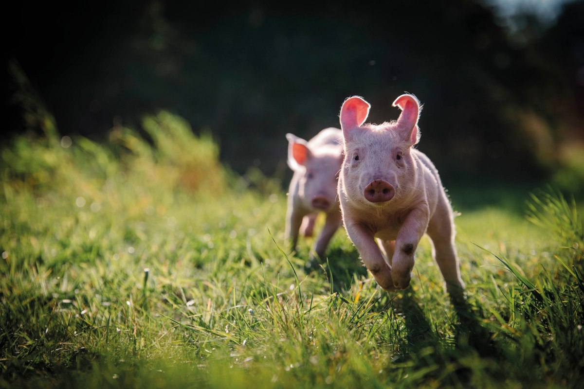Anni en Rosalie in varkensland // &copy; Land der Tiere