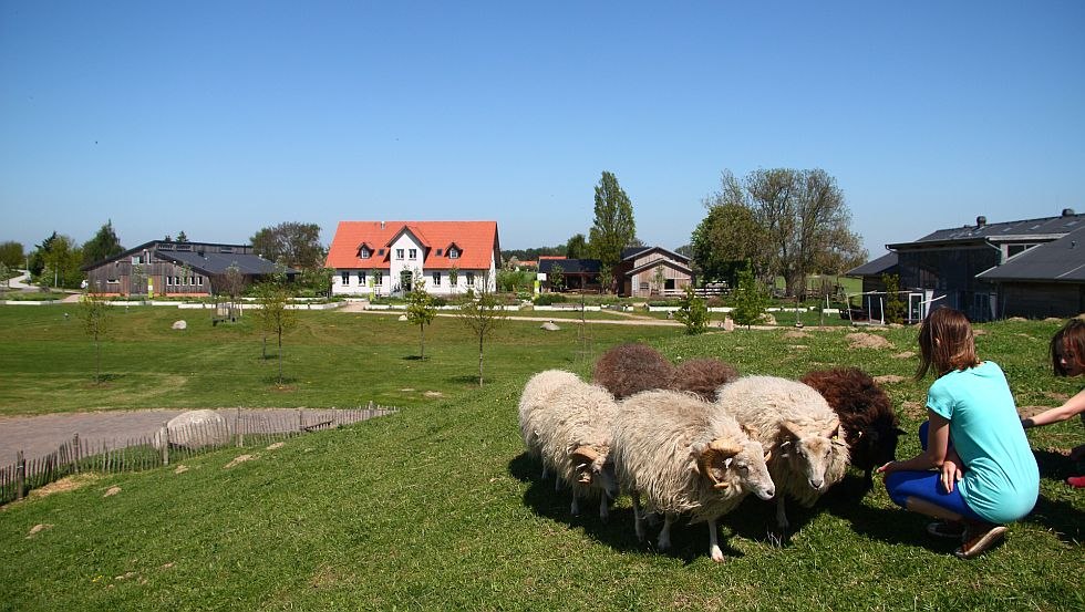 Pastwisko owiec na wzgórzu Erdreifehügel oferuje piękny widok na całe gospodarstwo, © LandWert Schulbauernhof