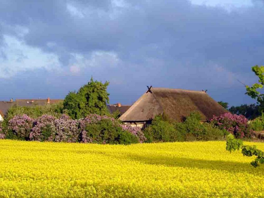 Studio sztuk pięknych Haus Hoppe - idyllicznie położone pośród kwitnącego krajobrazu, © Olaf Hoppe