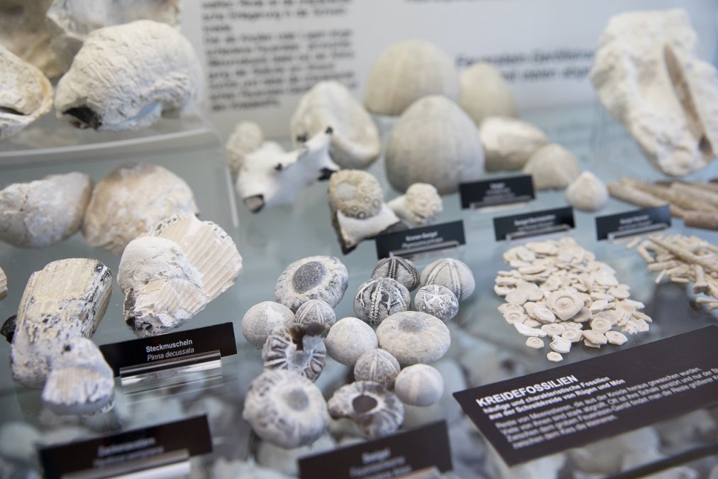 Chalk fossils in the exhibition at NATUREUM Darßer Ort, © Anke Neumeister/Deutsches Meeresmuseum
