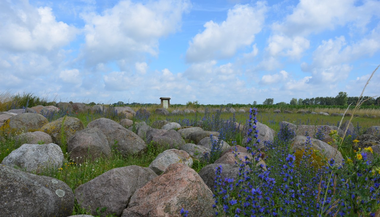 Erratic boulder garden/ mammoth near Carwitz, &copy; Kurverwaltung Feldberger Seenlandschaft