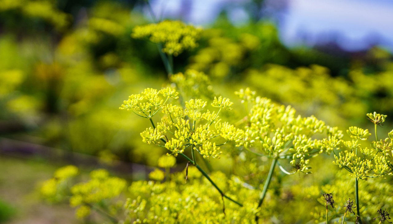 Klasztorny ogród ziołowy Himmelpfort, © André Wirsig