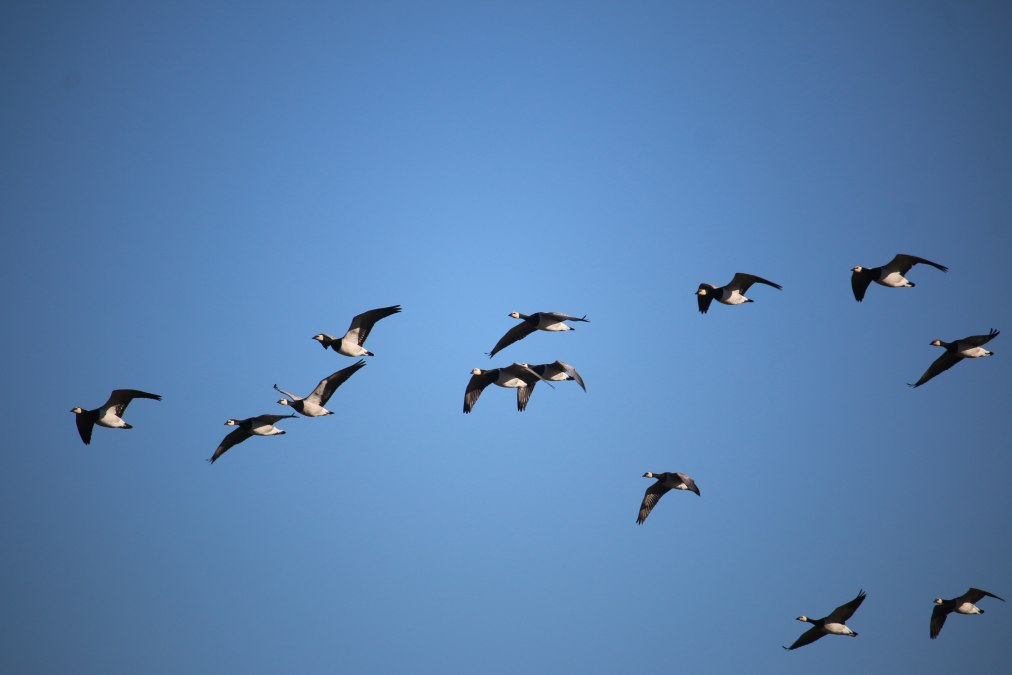 Gęsi białoczelne przelatujące nad głową, © Benjamin Weigelt
