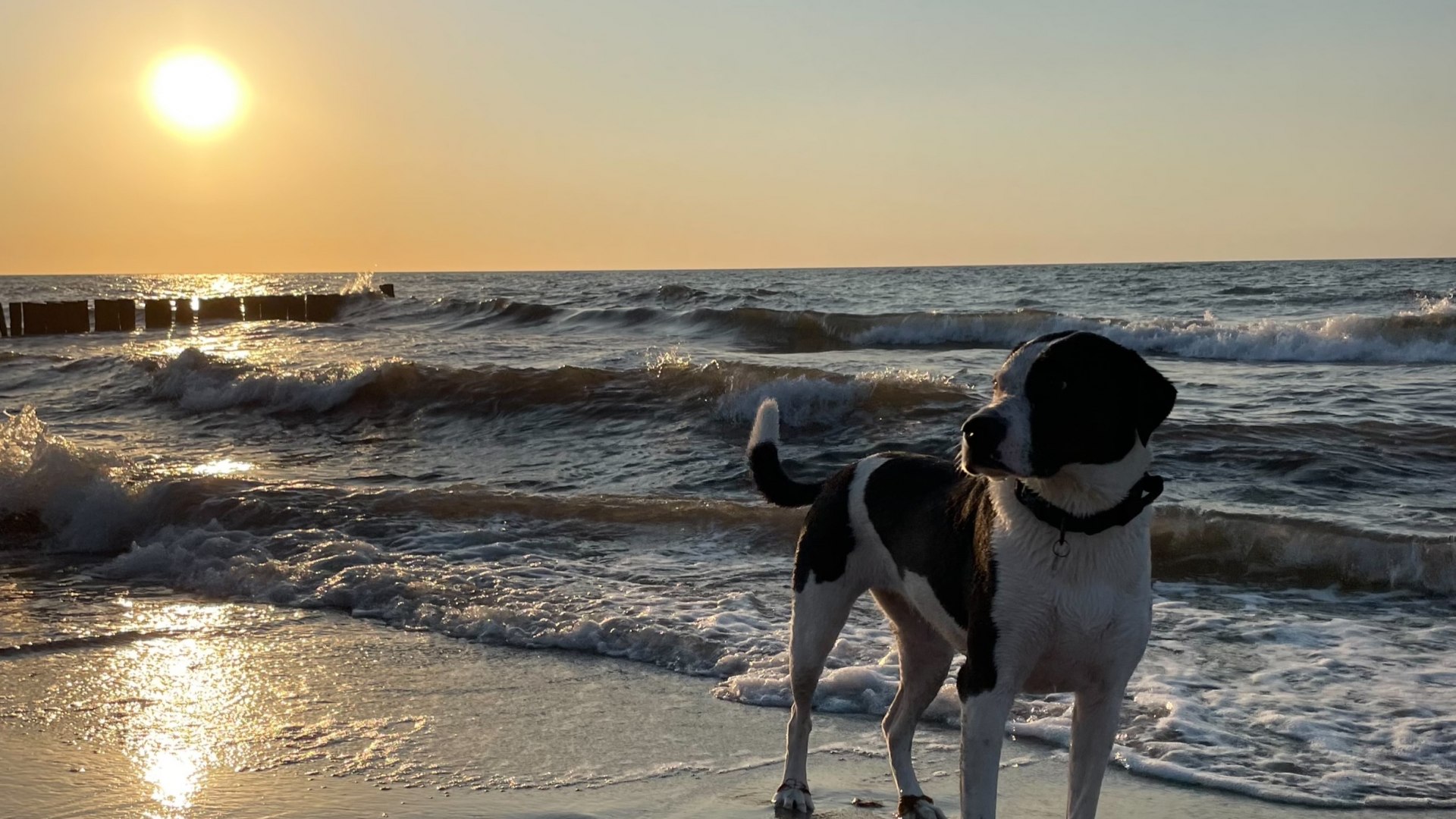 Pies stoi na mokrej piaszczystej plaży, podczas gdy słońce zachodzi nad Morzem Bałtyckim, a fale falują.